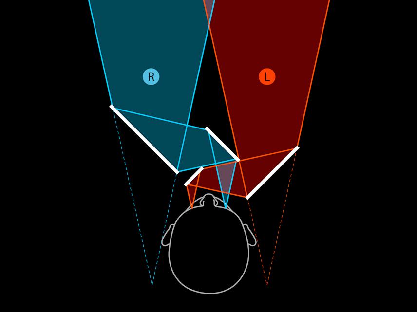 visualization for the flipped eyes project showing overlapping red and blue vision cones from left and right eyes, illustrating altered perception and reversed visual alignment