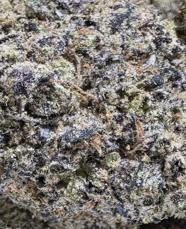 Candy Gas (Living Soil)