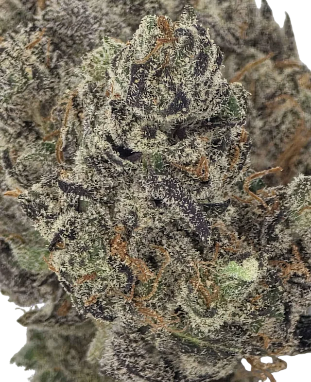 Lemon Cherry Pie (Living Soil Limited Small Batch Exclusive)