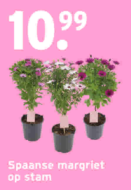 Spaanse margriet op stam €10,99