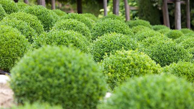 Hoe snoei ik een hortensia? GAMMA