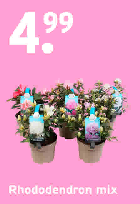 Rhodeodendron mix €4,99