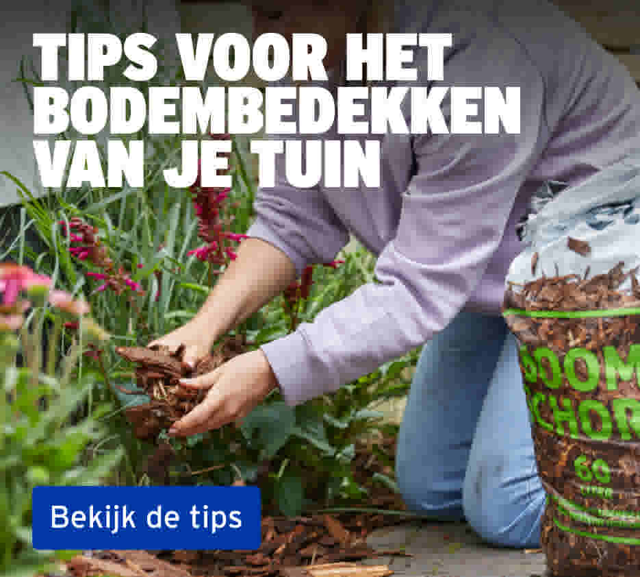 Bekijk tips voor het bodembedekken van je tuin 
