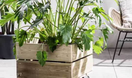 Hoe maak ik een plantenbak?