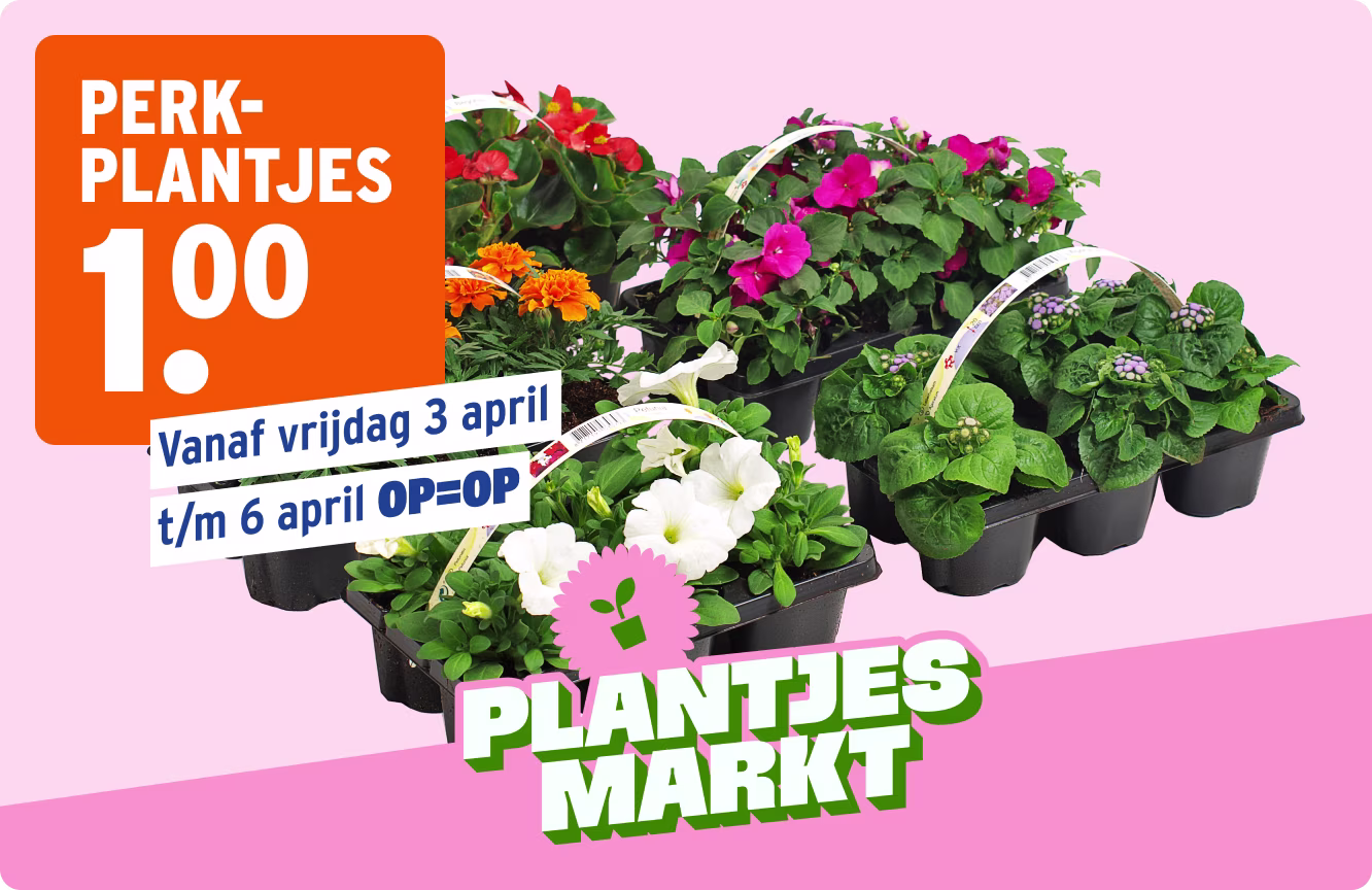 Perkplantjes 1.00 bij GAMMA