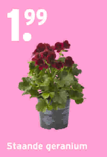Staande geranium €1,99