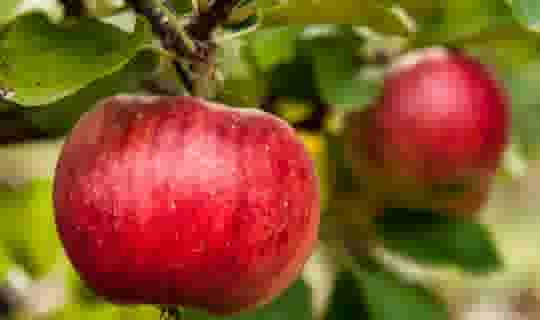 appelboom-snoeien-thumbnail