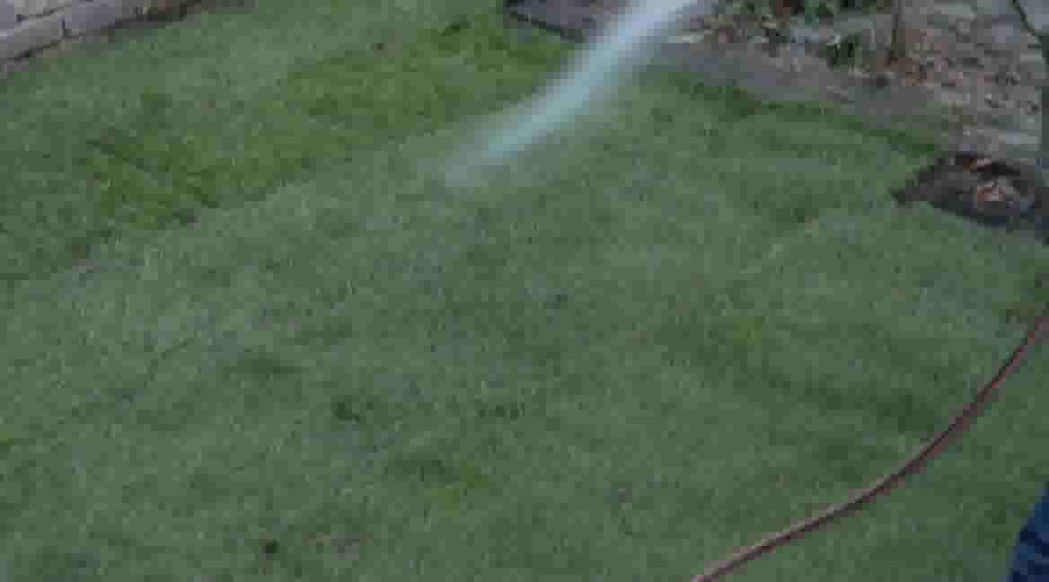 Groen gazon wordt besproeid met water uit een tuinslang, met een rode slang zichtbaar in de hoek van de tuin.