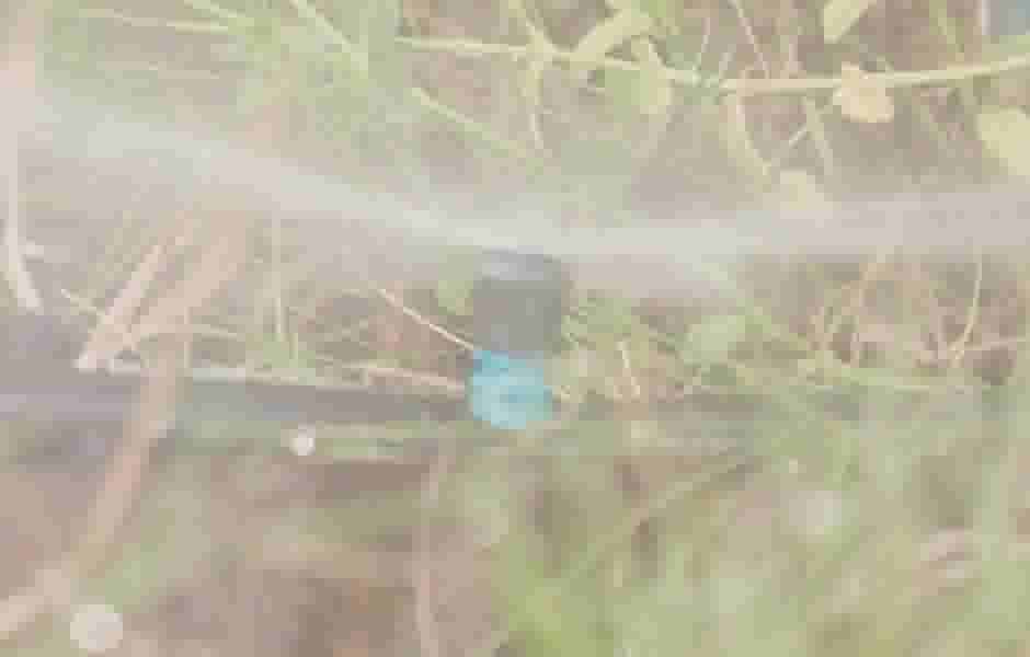 Sproeikop met blauwe aansluiting sproeit water over gras en planten in een tuin.