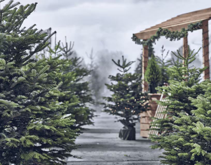 Kerstbomen verkoop start zaterdag 22 November
