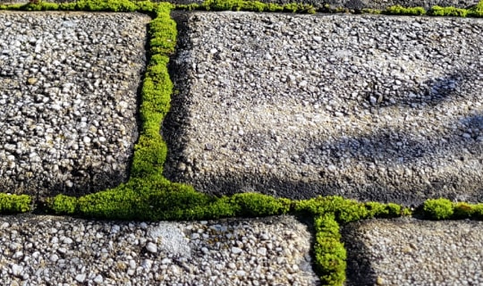 Alle tips voor tuineren en het onderhouden van je tuin | GAMMA