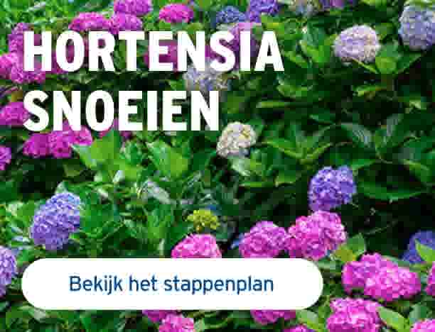 Hortensia snoeien