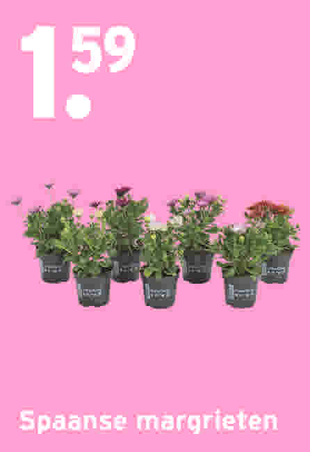 Spaanse margrieten €1,59