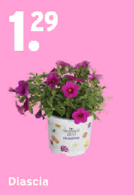 Diascia €1,29