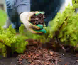 Onkruid voorkomen mulch