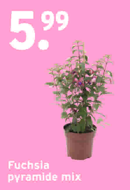 Fuchsia pyramide mix €5,99