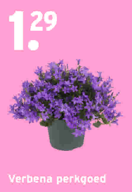 Verbena perkgoed €1,29