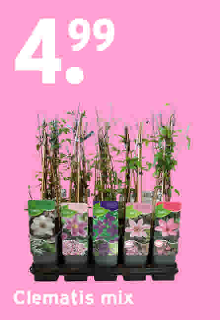 Clematis mix €4,99