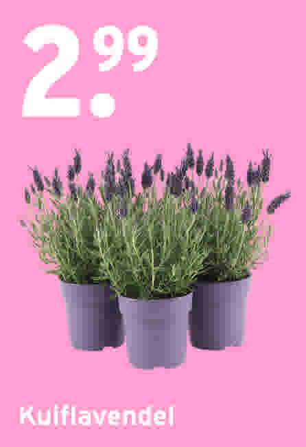 Kuiflavendel €2,99