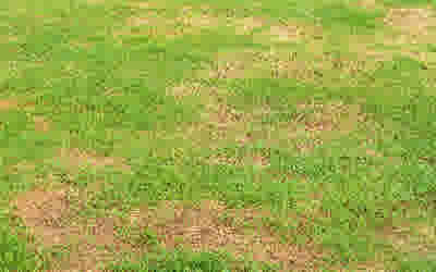 gele plekken uit gras verwijderen