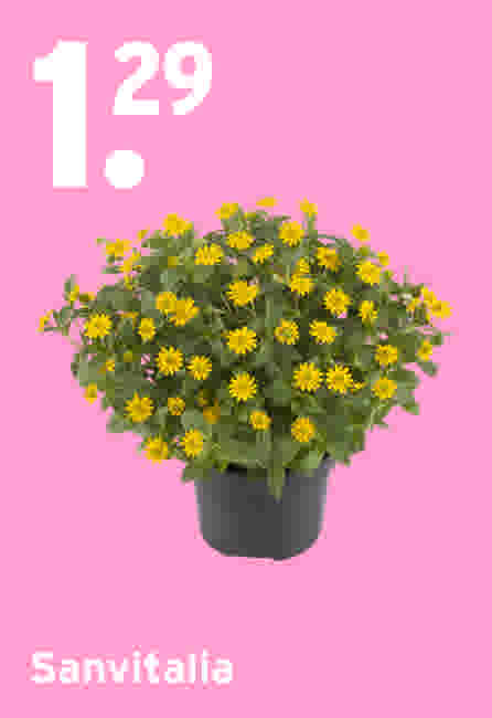 Sanvitalia €1,29