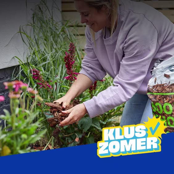 Vrouw in lila trui verspreidt boomschors tussen planten in de tuin. Op de achtergrond een zak met boomschors. 2+1 gratis
op alle bodembedekkers