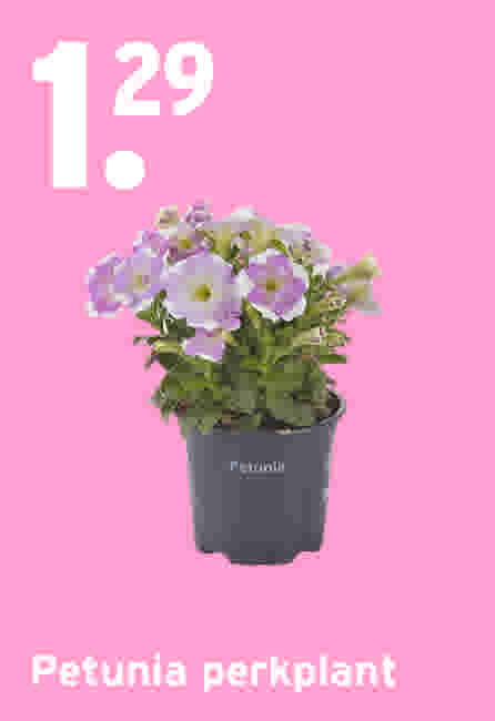 Petunia perkplant €1,29