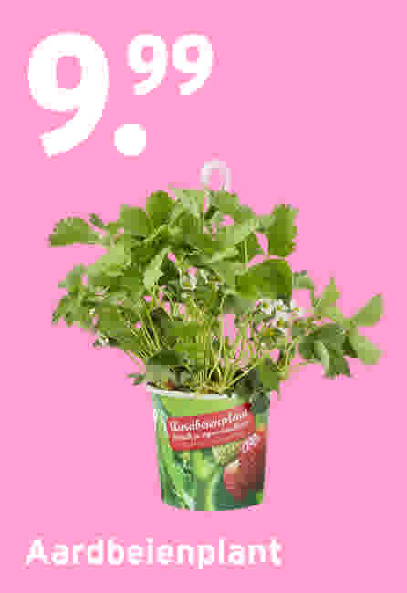 Aardbeienplant €9,99