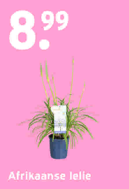 Afrikaanse lelie €8,99