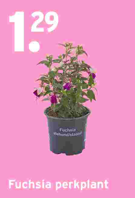 Fuchsia perkplant €1,29