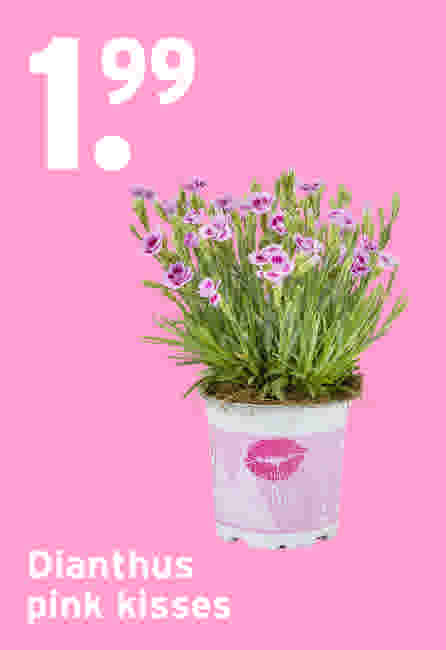 Dianthus pink kisses €1,99