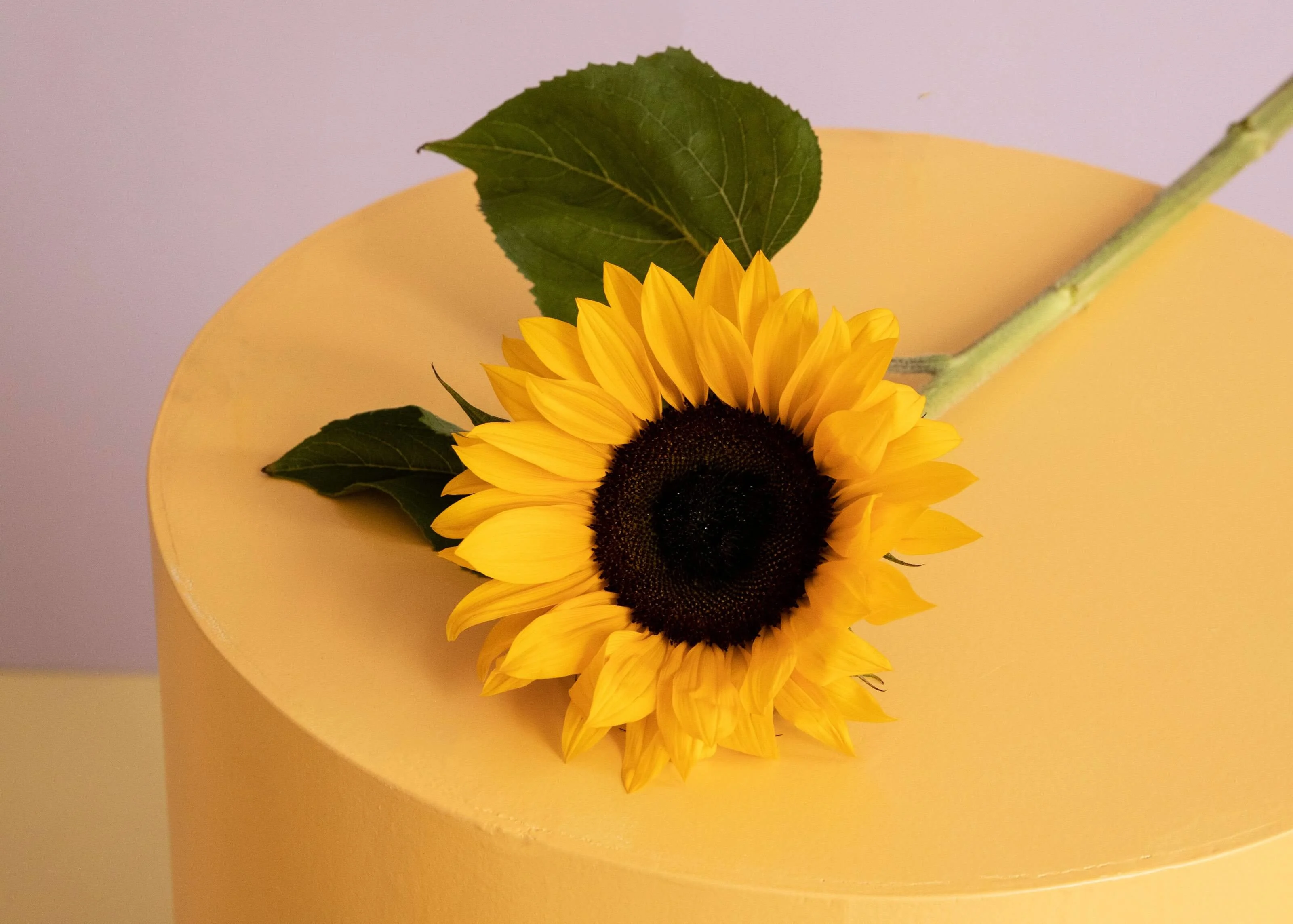 Get To Know The Sunflower: 3 Tips | Bloomon
