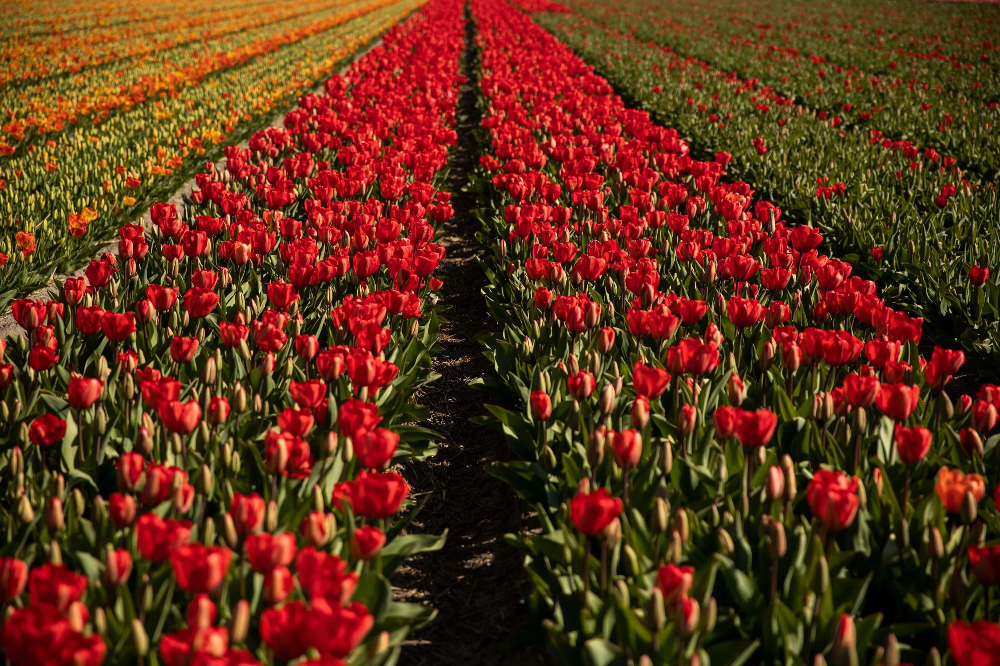 See: the brightly coloured fields in the Flower Bulb Region | bloomon