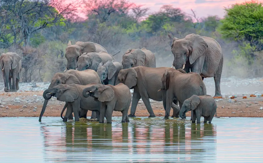 image Etosha_1