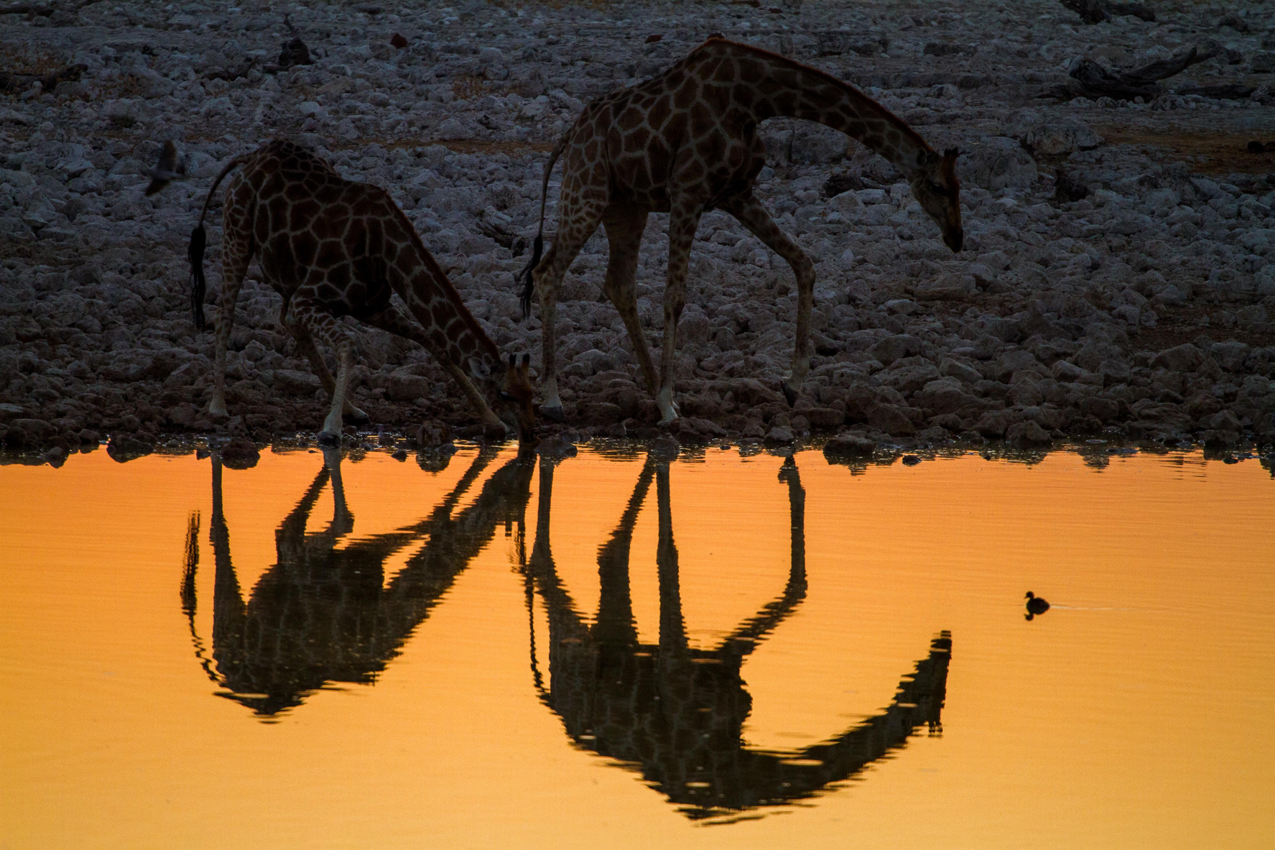 Giraffes Sunset