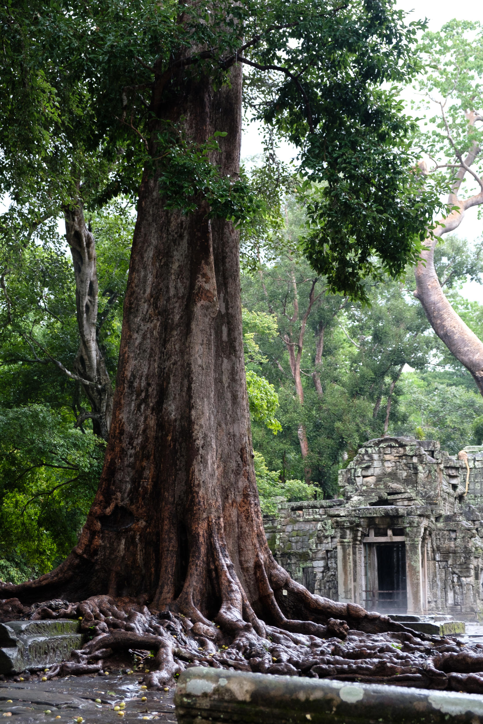 Ta Prohm Rain