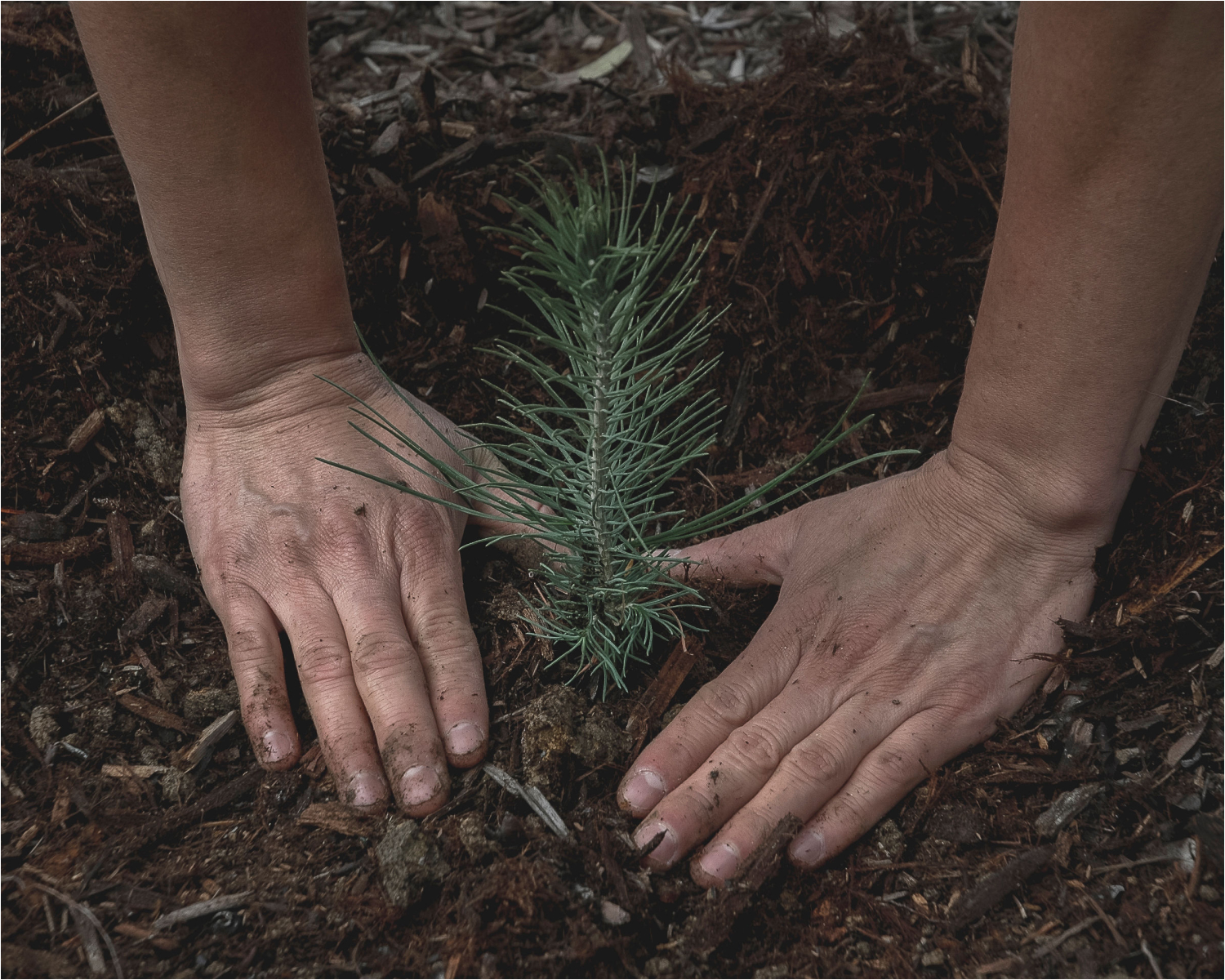 The Michael Hill Foundation - Nature Restoration 