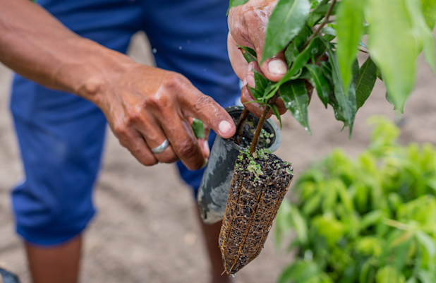 GLOBAL - Sustainability - Michael Hill Foundation 2Up Nature Restoration