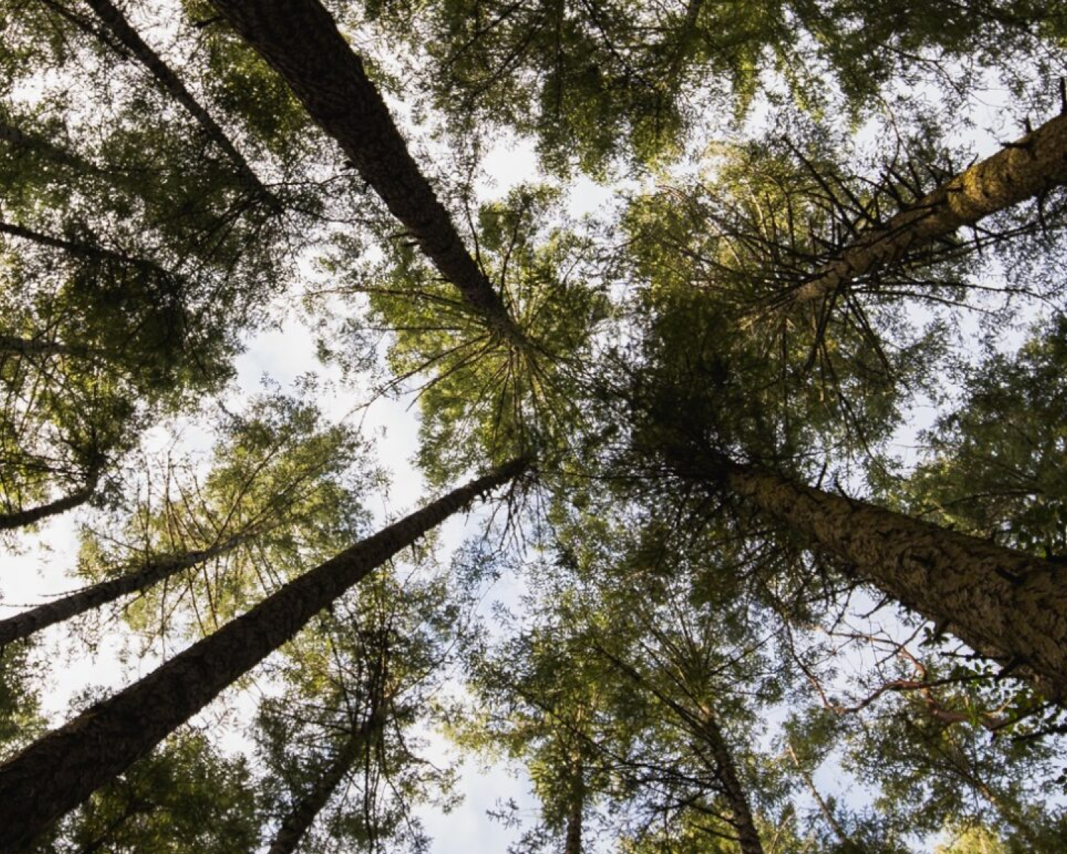 The Michael Hill Foundation - Nature Restoration 
