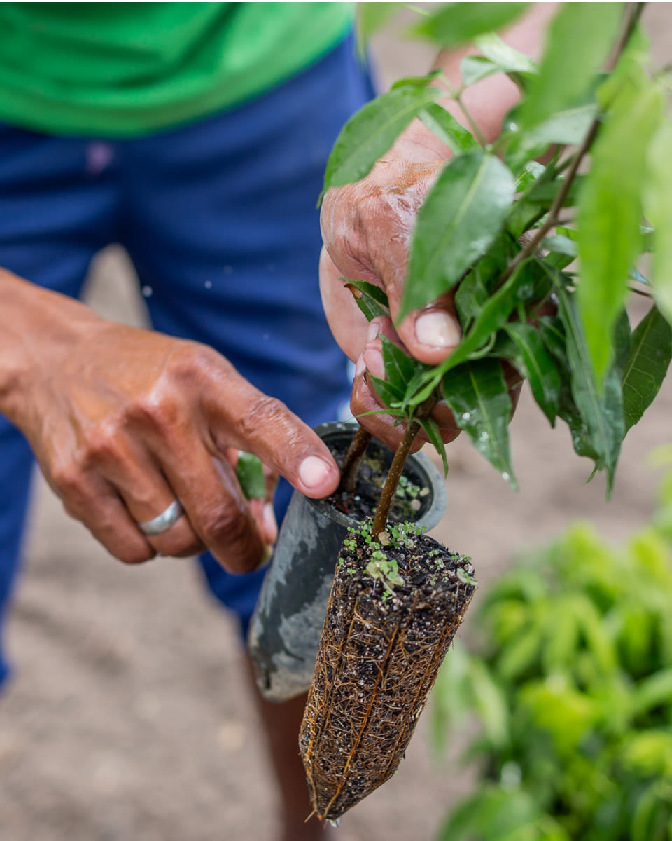 World Environment Day One Tree Planted