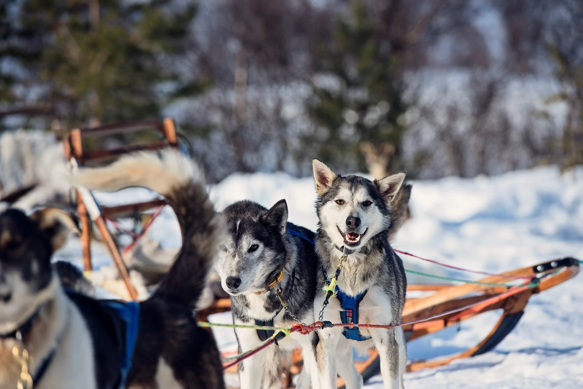 Several Husky dogs that are part of a larger dog team