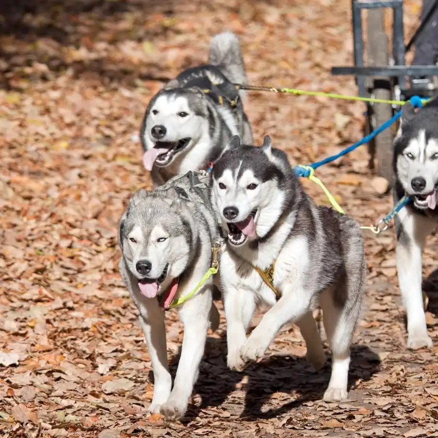 Dog sledding on wheels