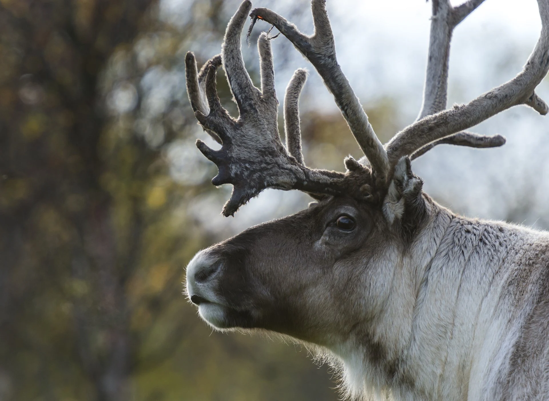 Reindeer in its natural environment.
