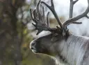 Reindeer in its natural environment.
