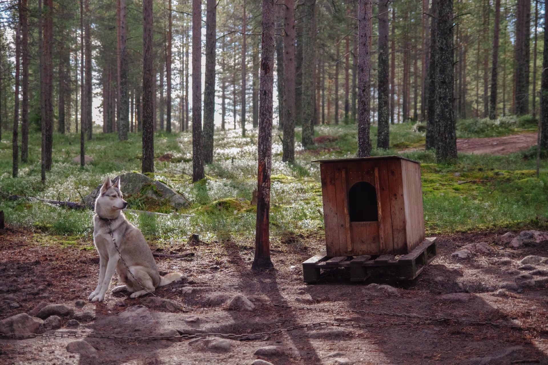 Siberian Husky sitting in the woods in the Finnish Laplands