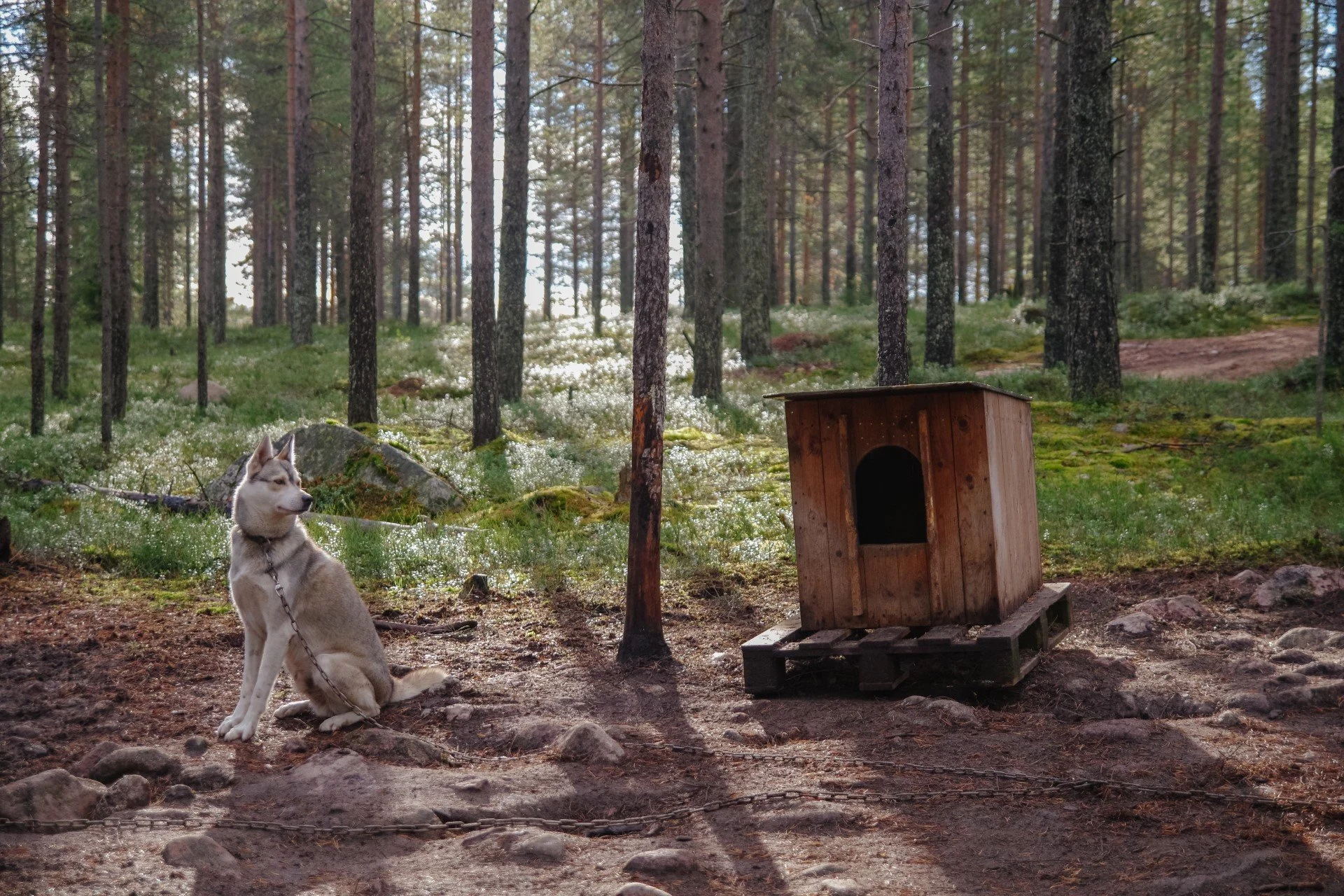 Siberian Husky sitting in the woods in the Finnish Laplands