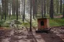 Siberian Husky sitting in the woods in the Finnish Laplands