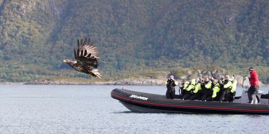 sea-eagle-safari-credit-xx-lofoten