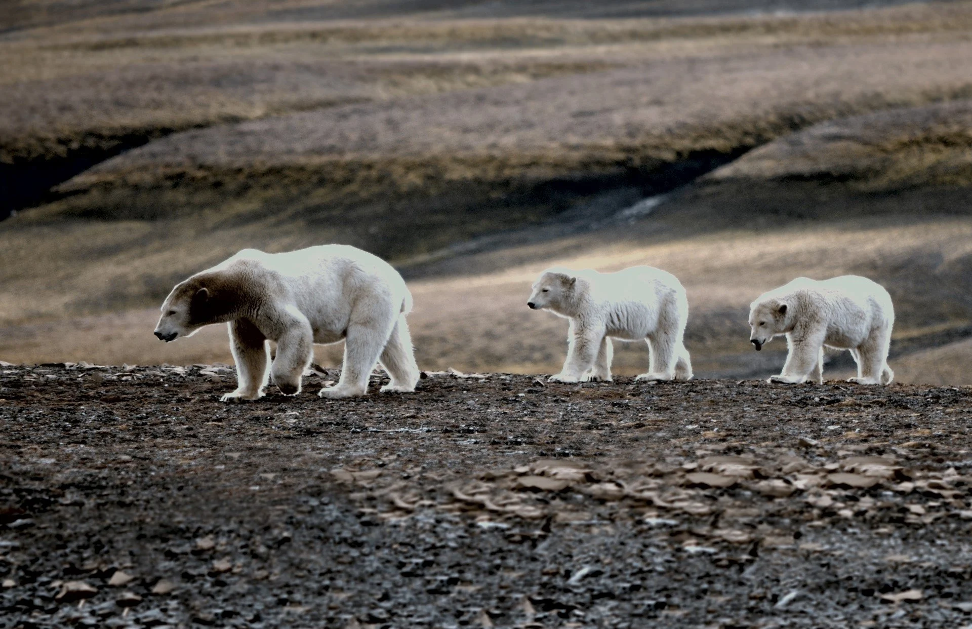 svalbard_edgeoya_polar-bears_rigmor-sand_hgr_4218