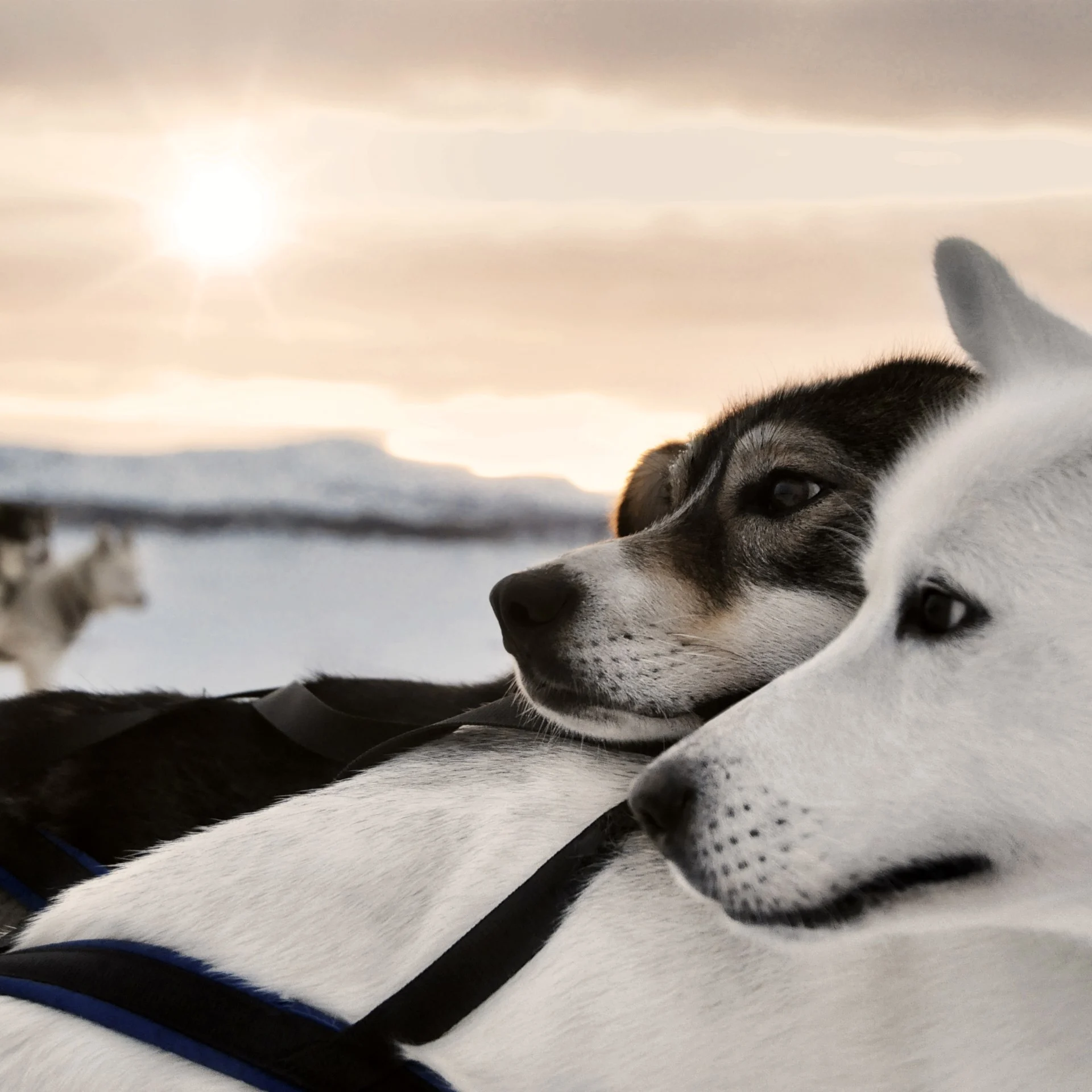 norway_dog-sledding_hgr_154878